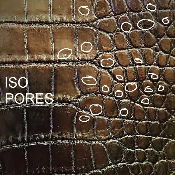 crocodile ISO pores